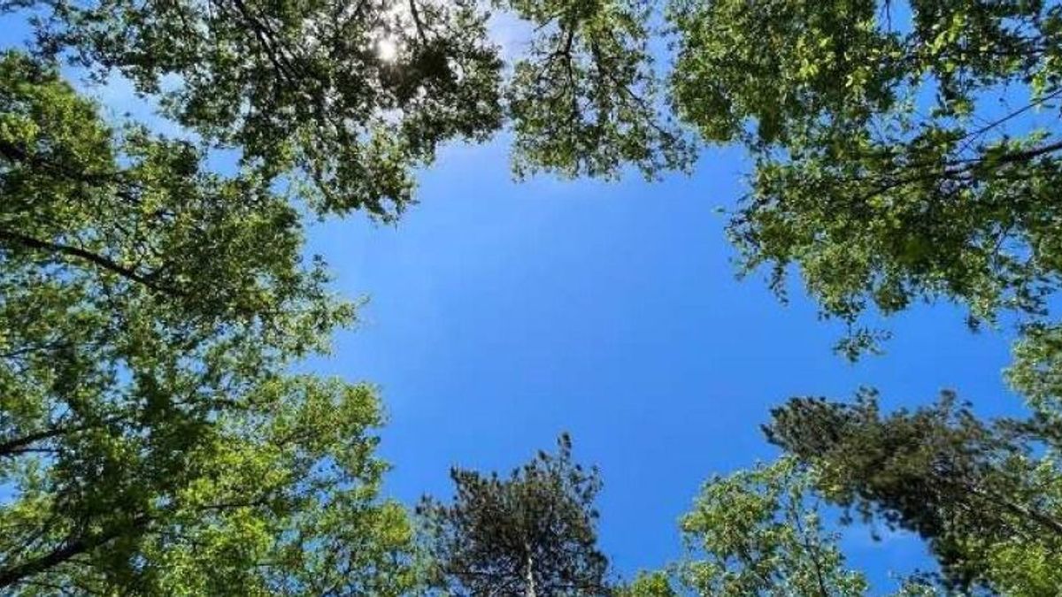 Közel tíz hektáron tűnhet el Natura 2000-es erdő Pusztamiskén, terjeszkedne a kavicsbánya (galéria)