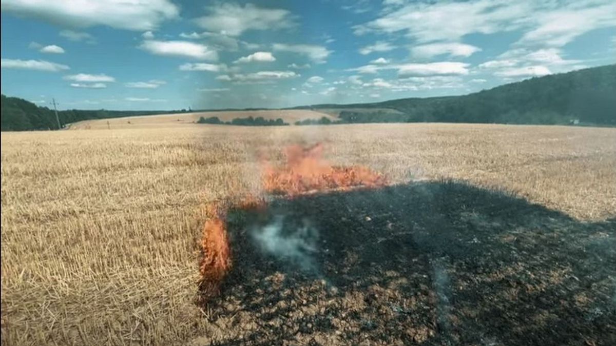 Gabonatábla gyulladt meg a Bakony szívében, régi kastély, erdő, arborétum közelében (videó)
