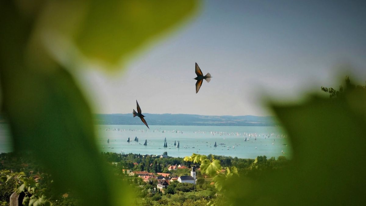 Megkérdezték, kinek mit jelent a Balaton, özönleni kezdtek a fotók