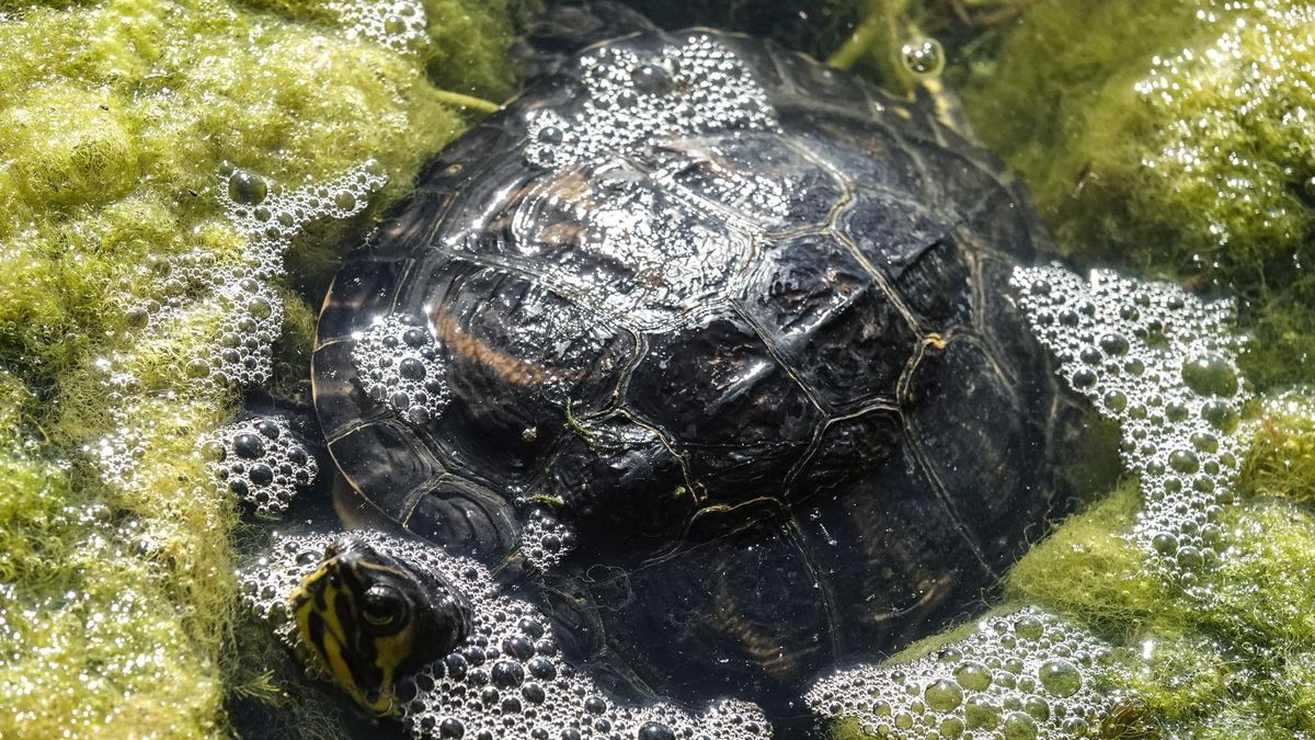 Zavartalan napsütés és 30 fok körüli meleg várható csütörtökön a Balatonnál