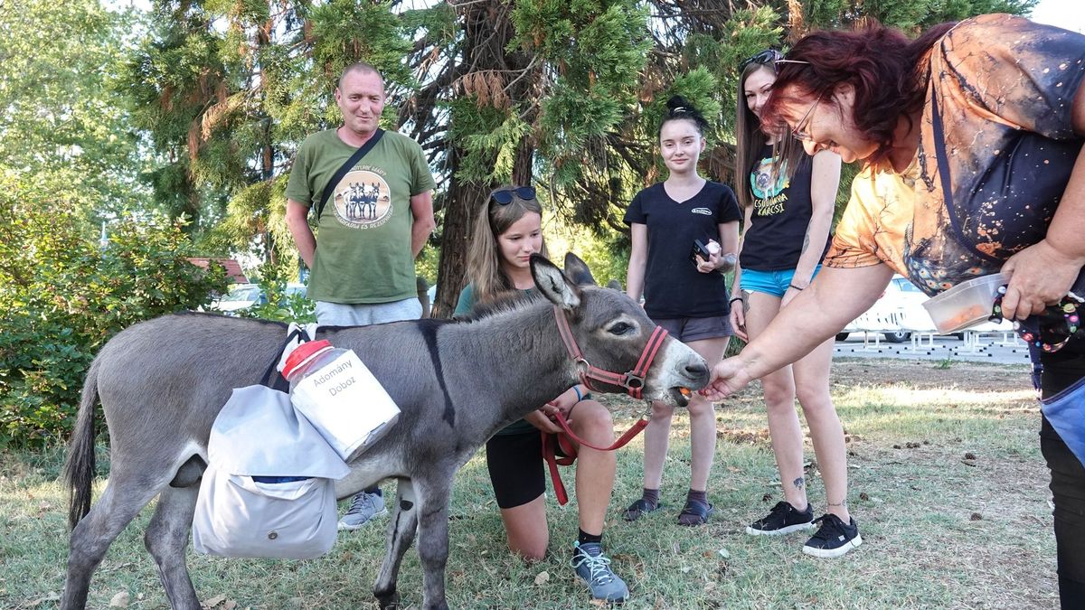 Ott vagyunk már? Szamárral kerülik meg a Balatont, Alsóörsön is Foki volt a sztár (+fotók, videó)
