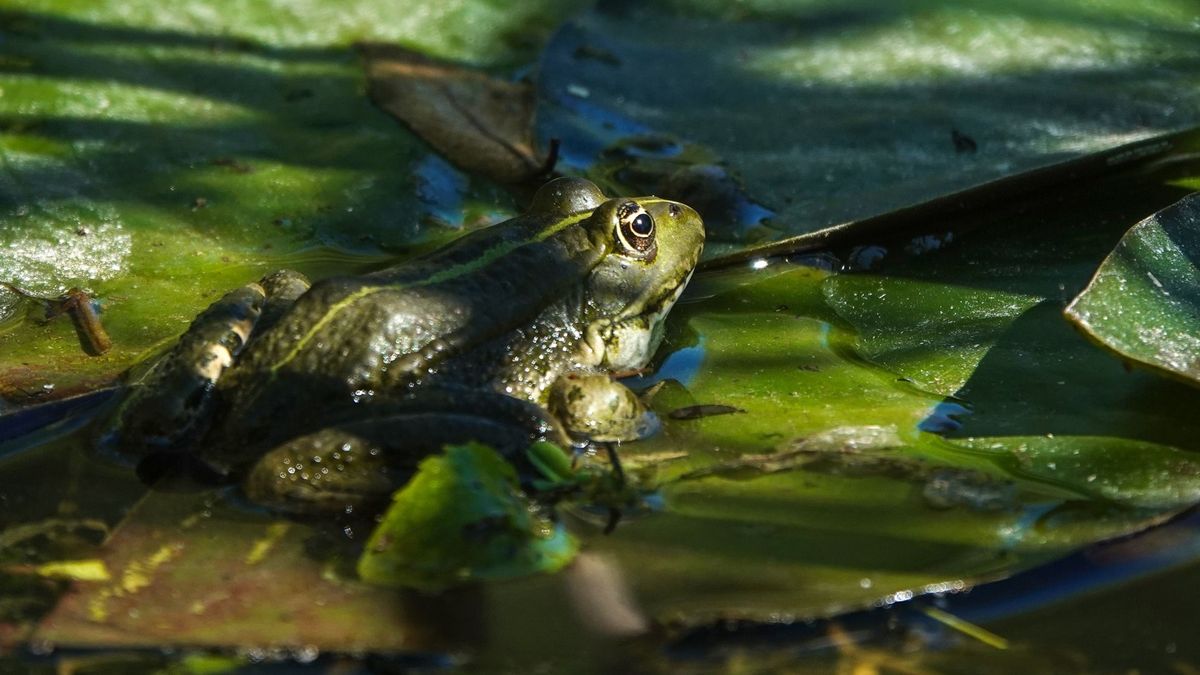 Tovább tart a hőség a Balatonnál, 39 fok is lehet