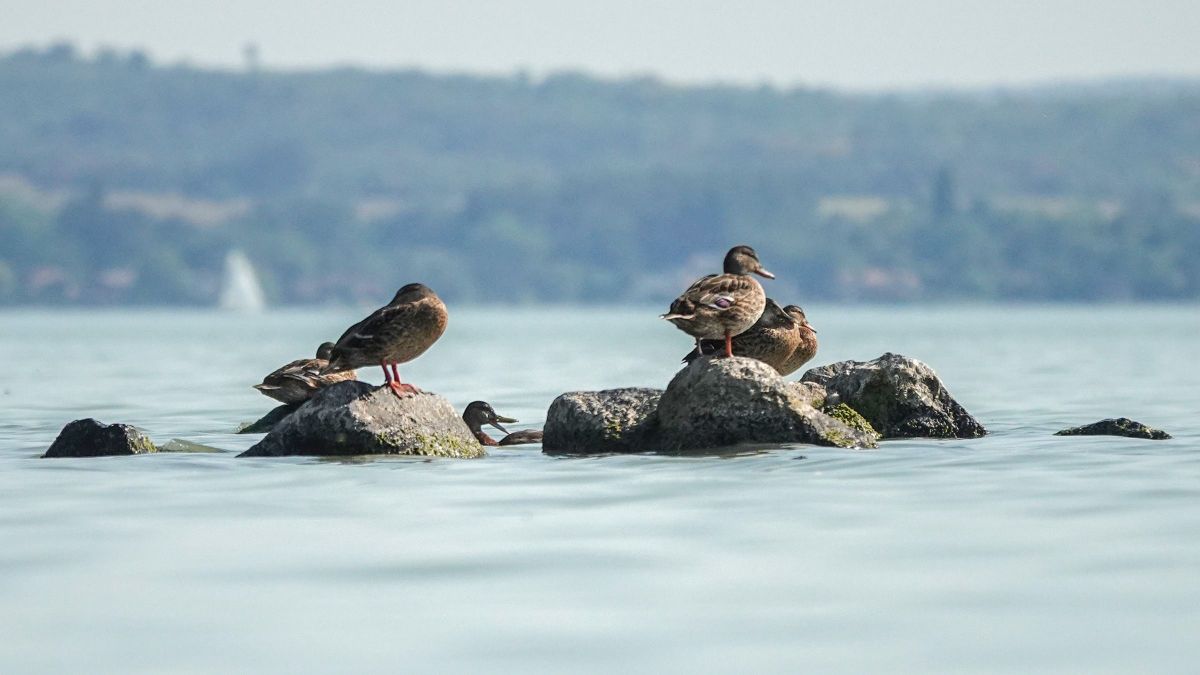 Kellemes nyárias idővel kezdődik augusztus utolsó hete a Balatonnál