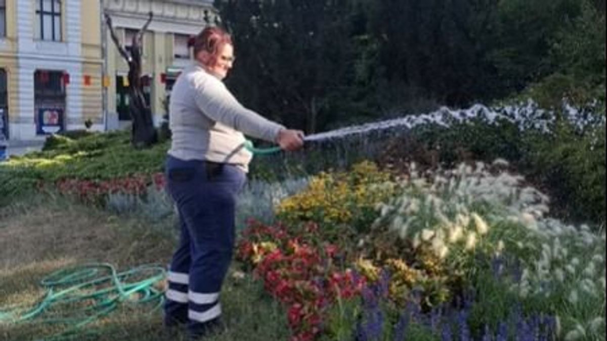 Nem pazarolják az ivóvizet: így mentik a veszprémi fákat a hőségben +videó