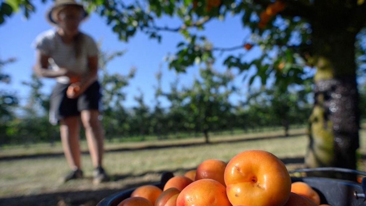 Eltűnhet a hazai gyümölcs egy része, az árak pedig hamarosan elszállhatnak