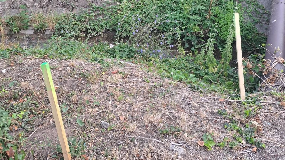 Új módszerrel veszik fel a harcot a vaddisznókkal Balatonalmádiban