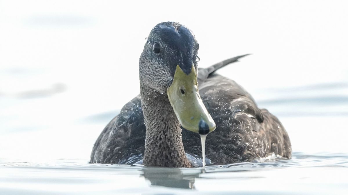 Élénk szél rondít bele a strandidőbe a Balatonnál