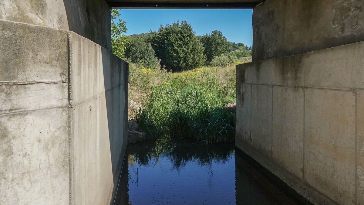 Vízen járók lepték el a bakonyi patakot, mint a mesében, a Cuha ezért is egy csoda (galéria, videó)