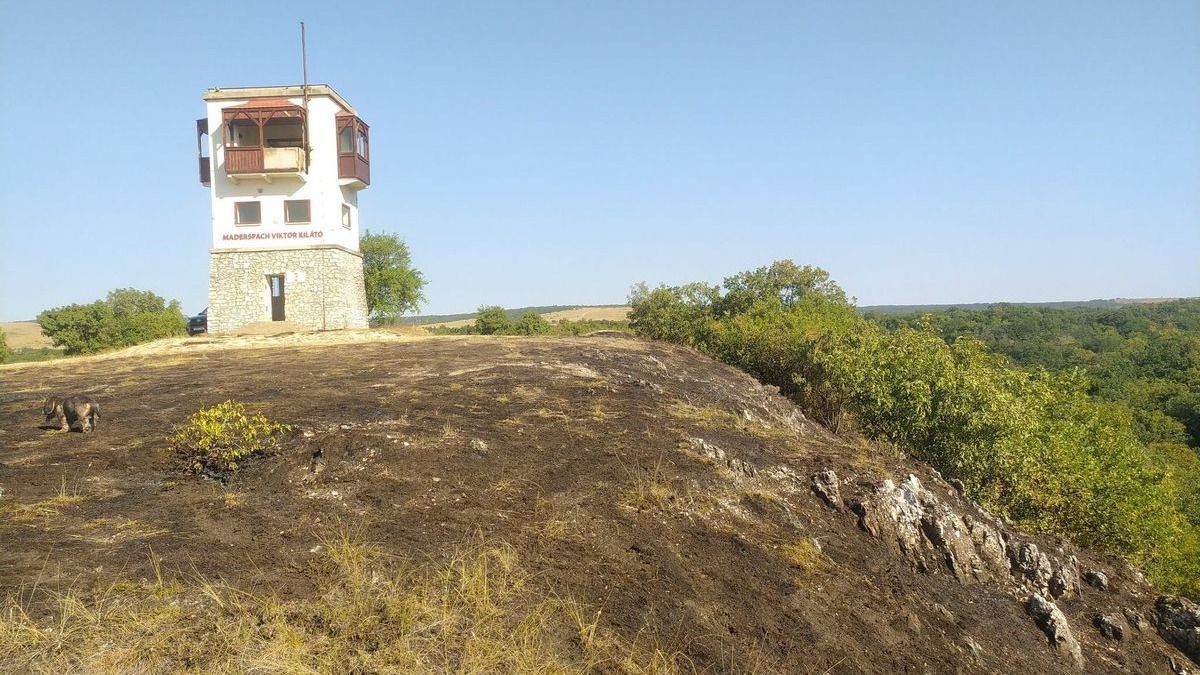 Bakonyi főnixmadár: a megégett kilátó az Év Kilátója döntőjébe került, mutatjuk, hogy áll a javítása (képek)