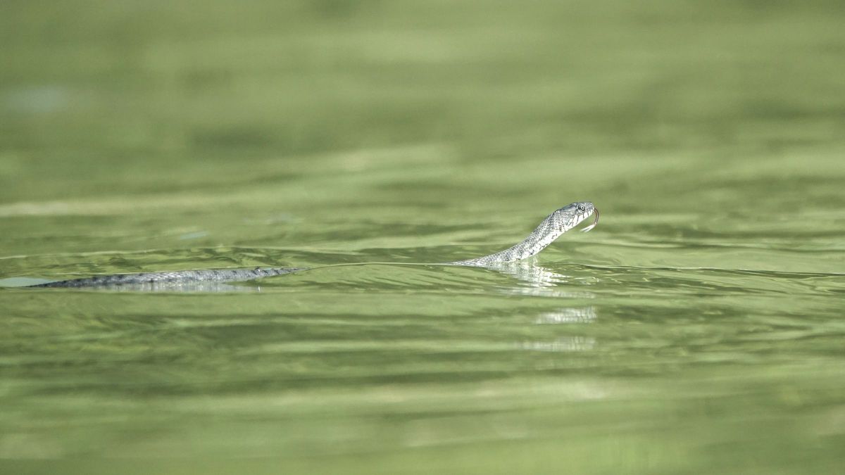 Elsőfokú viharjelzés van érvényben a Balatonnál