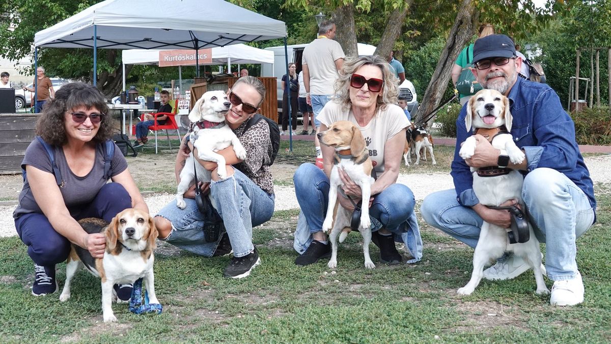 Hosszú fülek, hideg orrok: hetedszer találkoztak a beagle-ök és gazdáik Veszprémben (+ fotók, videó)