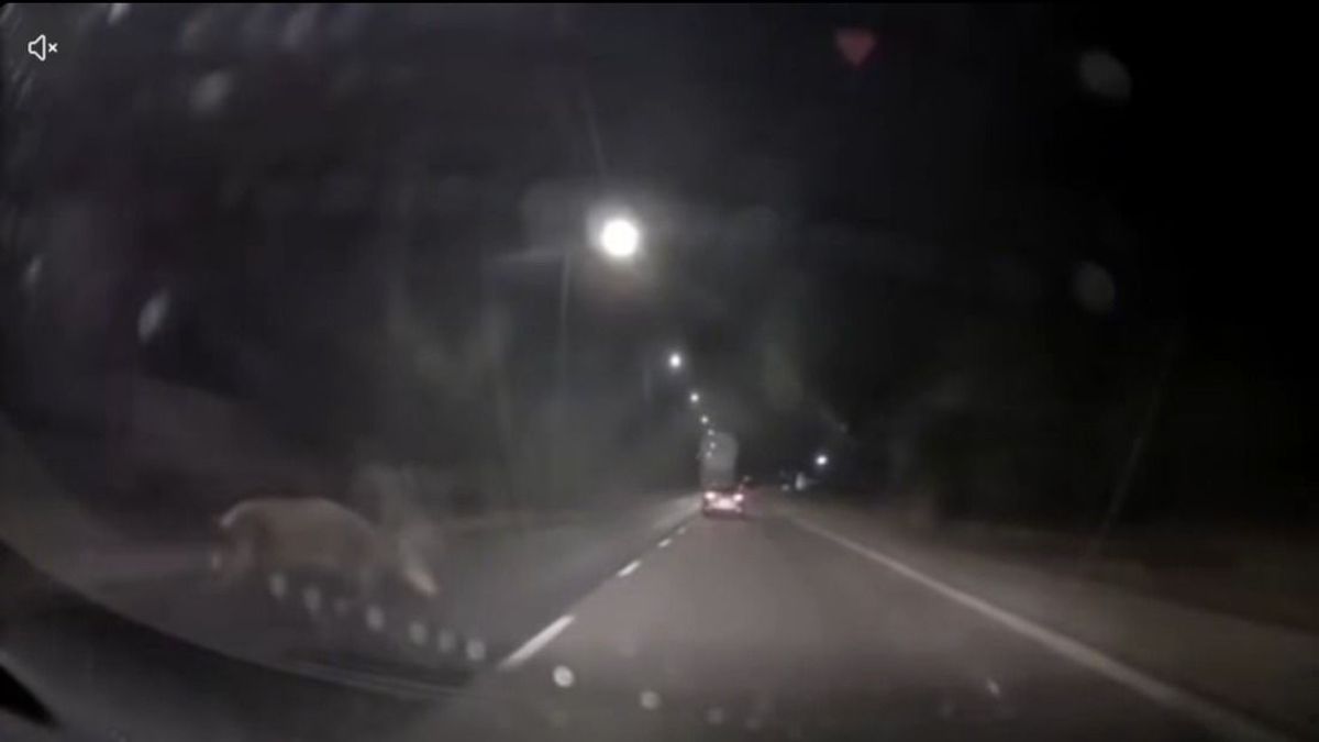 Videón, ahogy telibe kapja a szarvast a gyanútlan autós