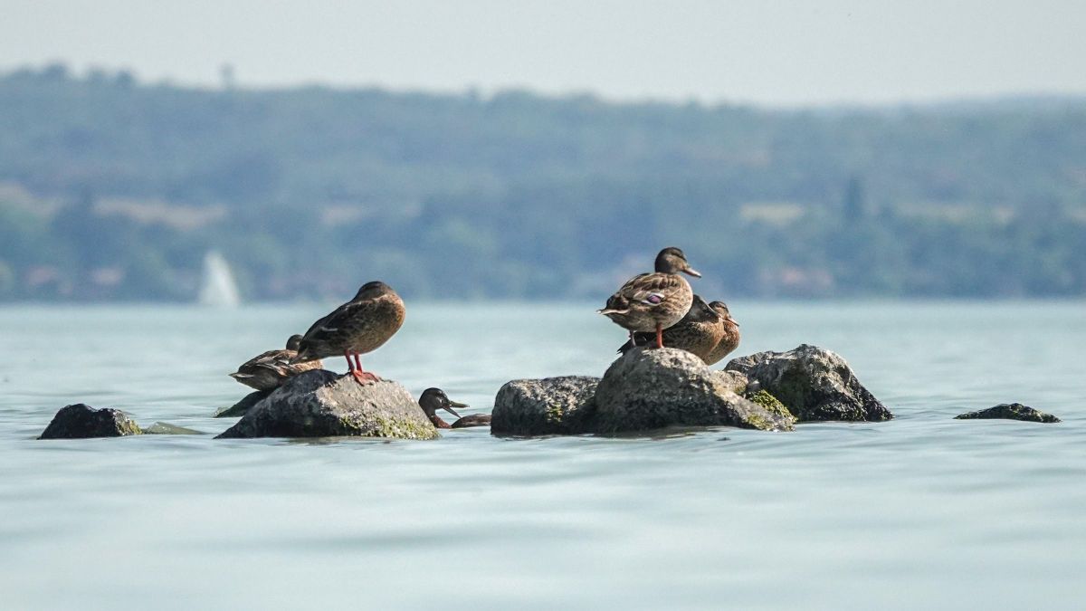Viharjelzés van érvényben a Balatonnál, délután azonban csillapodik a szél