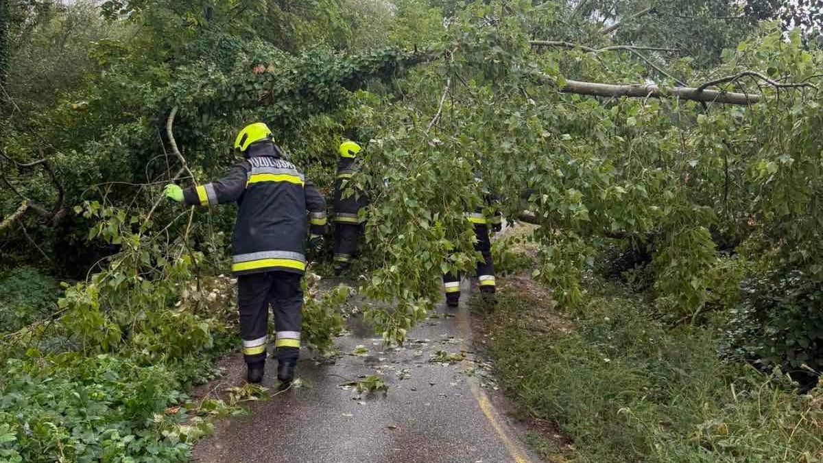Fa dőlt a kerékpárútra, riasztották a balatonfüredi tűzoltókat +helyszíni fotók
