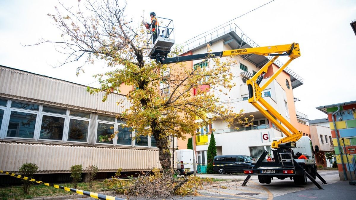 Pápai szakemberek is segítettek megújítani a Heim Pál Gyermekkórház fáit