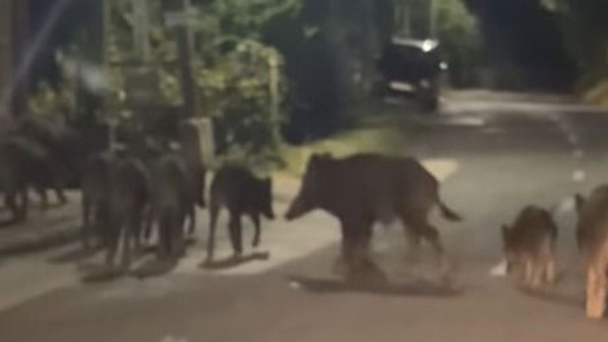 Hatalmas vaddisznókonda portyázott Balatonalmádi utcáin (+ videó)
