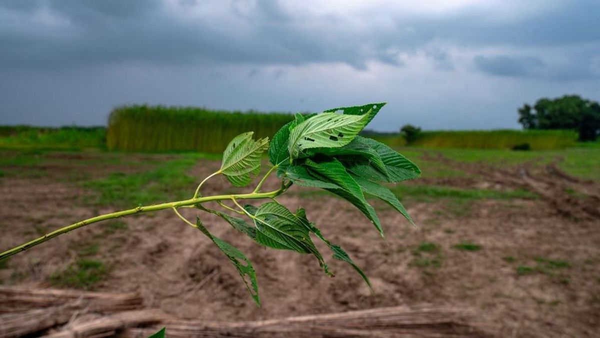 Riasztó előrejelzés érkezett: tovább erősödhet az El Niño