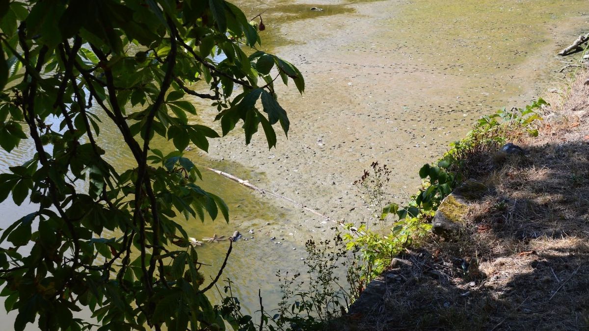 Újabb tó száradt ki Veszprém megyében, különösen fájó ponton (galéria)