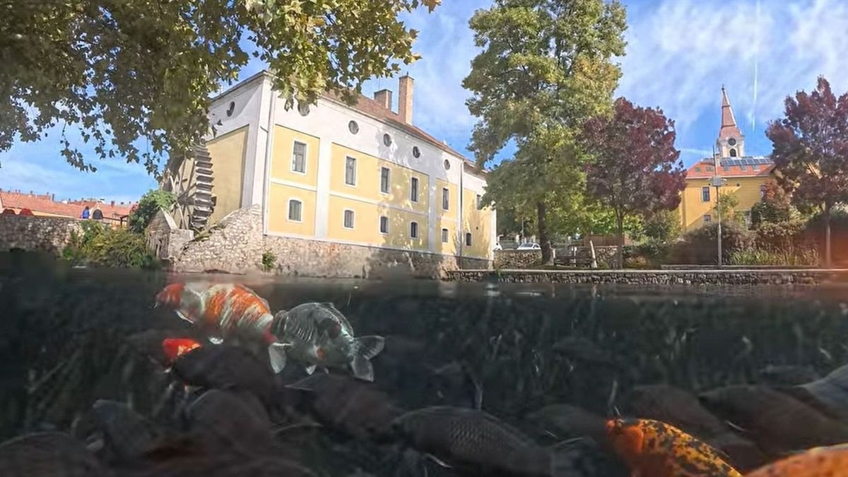 Nyüzsögnek a halak a tapolcai Malom-tóban, víz alatti felvételen csodálhatjuk meg őket (+ videó)