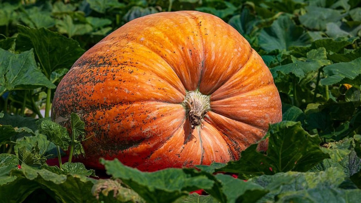 279 kilós óriástök nőtt Jánossomorján – Erdős Marci újabb rekordot döntött