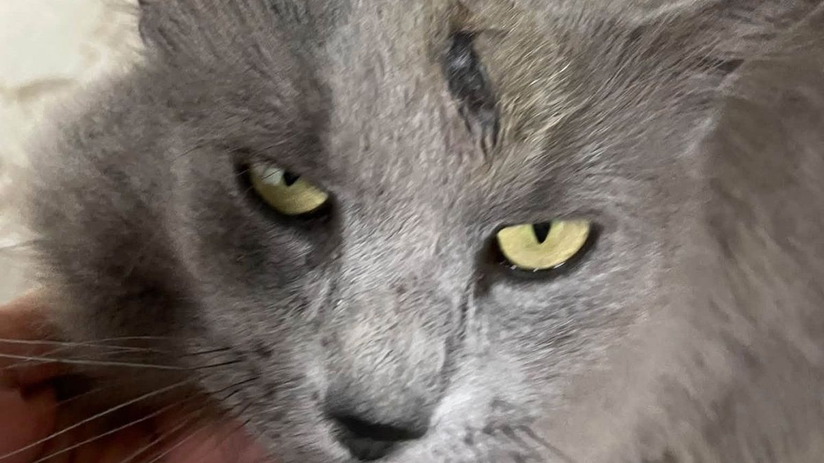 Többször rálőttek egy macskára, keresik a kegyetlen állatkínzót